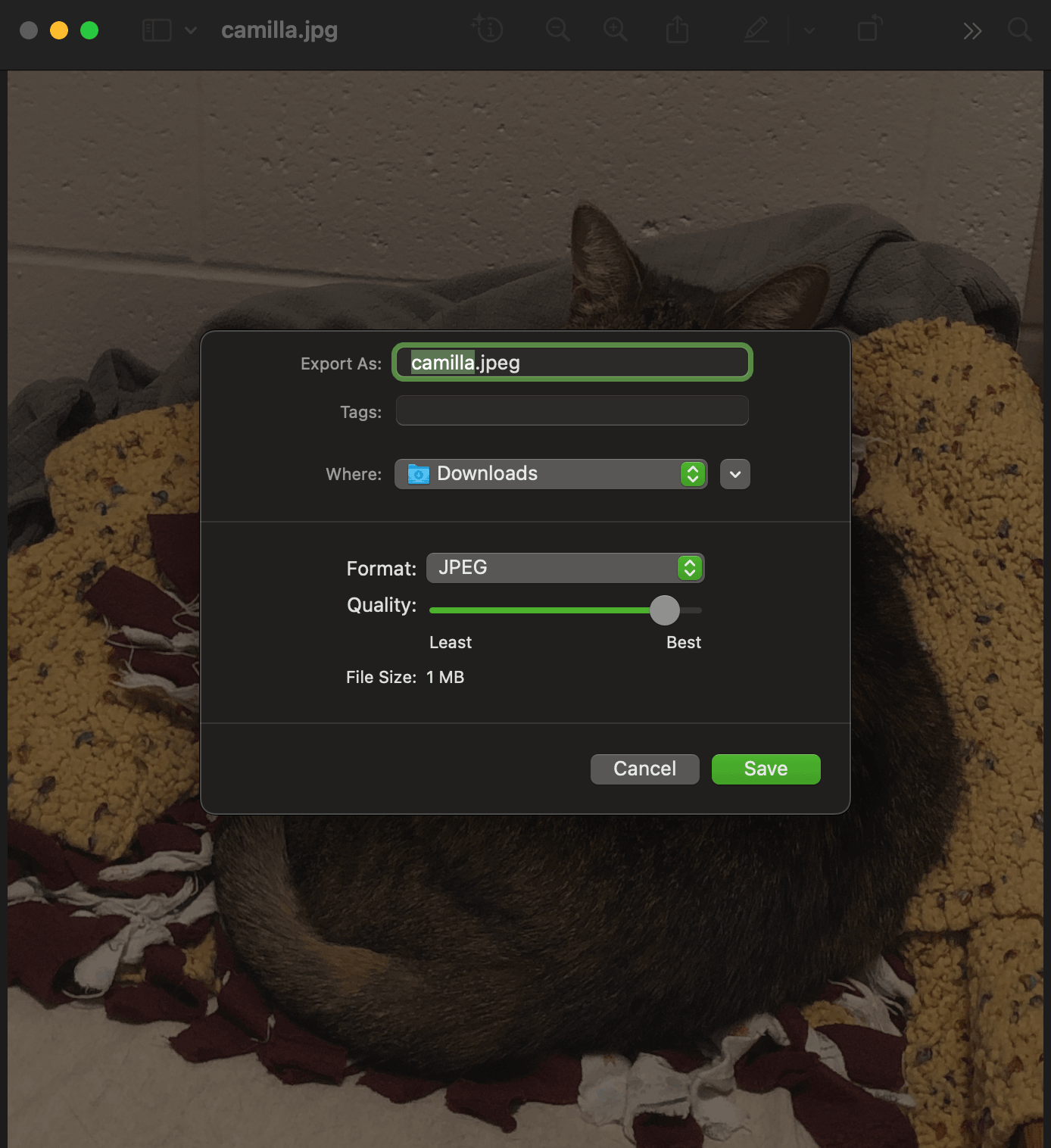 A dialog box with file export options over a blurred photo of a cat resting on a blanket. Export options include filename, tags, download location, file format, quality, and file size.
